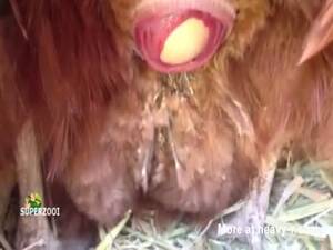 chicken fucking big cocks - Gaping Chicken Cunt