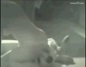 hidden cam voyeur k9 fucker - Dog sex on hidden cam - Extreme Porn Video - LuxureTV