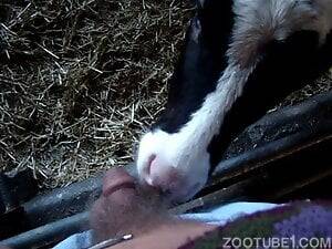 black cow pussy - Zoophilia Search Results for Cow
