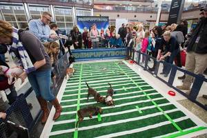 Emily Osment Porn Caption Slave - dans free porno movies DIA's Third Puppy Bowl brought plenty of wagging  tails