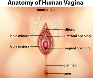 black pussy diagram - Four things you need to know about your <s>vagina</s> vulva
