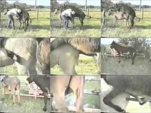 Donkey Bestiality Porn - 371 Donkey Porn - Vintage Animal Porn - ArtOfZoo.Biz