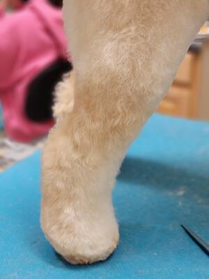 foot style - More doodle foot porn! : r/doggrooming