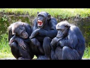 Chimpanzee Sex - Chimp Gets Addicted to Porn