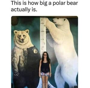 I Mean Actual Bears Bear Porn - Size of polar bears : r/natureismetal