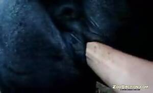 mare fisting videos - anus black farting fisting forest mare maregasm orgasm peeing video - Videos  - All Bestiality in one place
