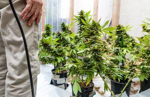 Cannabis - pollinating-marijuana-2