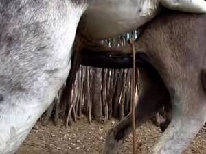 donkey dick in pussy - Donkeys Cock Free Sex Videos - Watch Beautiful and Exciting Donkeys Cock  Porn at anybunny.com