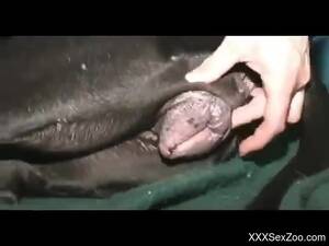 black pussy k9 - Black Pussy K9 | Sex Pictures Pass