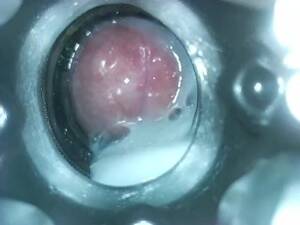 fleshlight internal cumshot - Internal Fleshlight Cam Squeezing every last Drop of Cum out - Pornhub.com