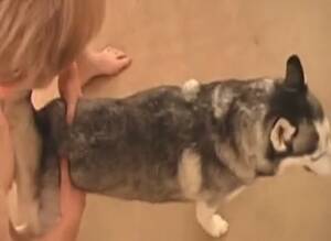Man Fucks Female Siberian Husky - Guy And Husky 1 Gay Beast Com - Bestiality Sex Tube - Katitube Kinky Sex