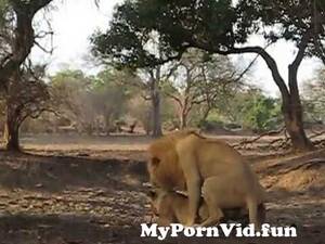 Lion Porn - Lion Porn from lion porn Watch Video - MyPornVid.fun