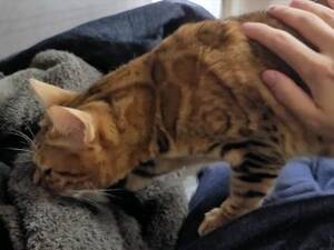 Fucking My Cat Porn - Free Cat Porn | PornKai.com