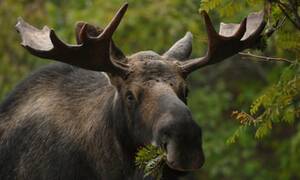 Canadian Moose Porn - Readers recommend: songs from or about Canada | Music | The Guardian