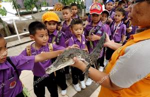 Baby Thai Porn - Thai School Children on a School Trip Pat a Young Crocodile with Its Mouth  Taped Shut ...