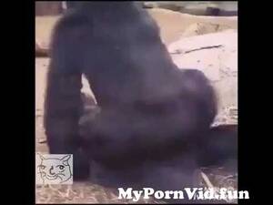gorilla sex porn - gorilla having sex lol ðŸ˜‚ from gorila sex wap Watch Video - MyPornVid.fun