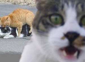 Cat Sex - Kitty Cat Photobomb: \