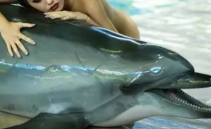 Dolphin Sex Porn - NASA and Dolphin Sex - ArtOfZoo - Home of Animal Porn