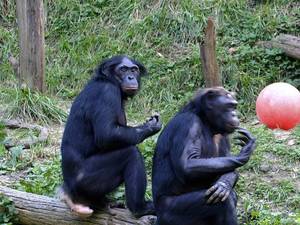 Italian Male Gay Monkey Porn - Bonobo Monkey