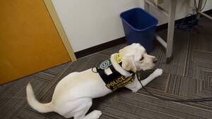 Canine Porn - Vermont canine fighting back against child pornography