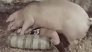 Having Sex With Pig Porn - Sex with a pig in a zoophilia porn