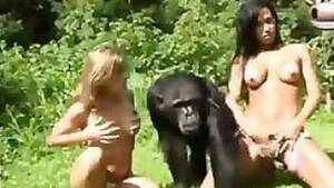 Monkey Sex With Girl Porn - monkey Animal Porn