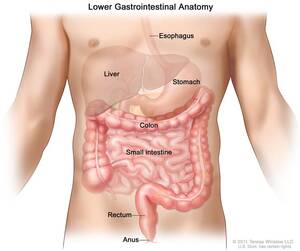 clips4sale anal - Anal Cancer - Treatment - The Ruesch Center for the Cure of  Gastrointestinal Cancers